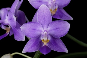 Phalaenopsis Jiaho Blueberry Blue Flare HCC/AOS 79 pts.